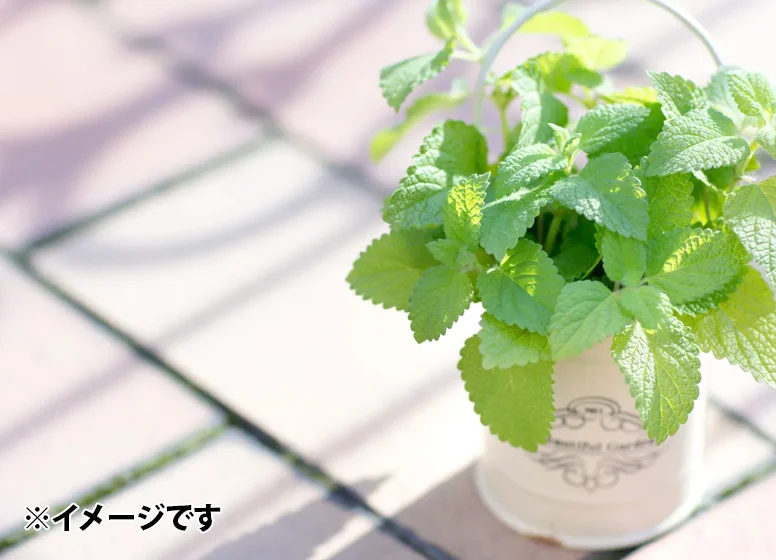 専用庭